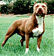   marocpitbull