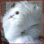   AlAsMaR