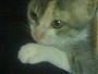   pepo_king2012