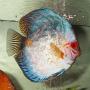   DISCUS LOVER