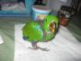   Eclectus