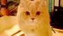   bessah & to0om