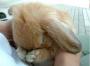   bunny-MuM