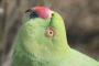   indian ringneck